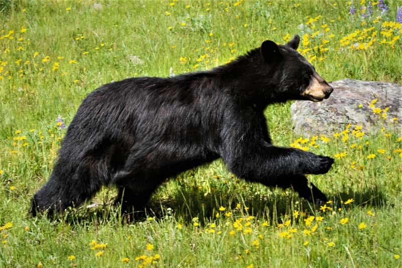 Video: Captan a un oso por las calles de Nuevo León buscando agua y alimentos