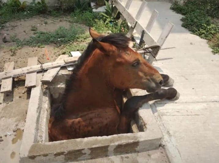 Video: Rescatan a caballo atorado al interior de una cisterna en Tamaulipas
