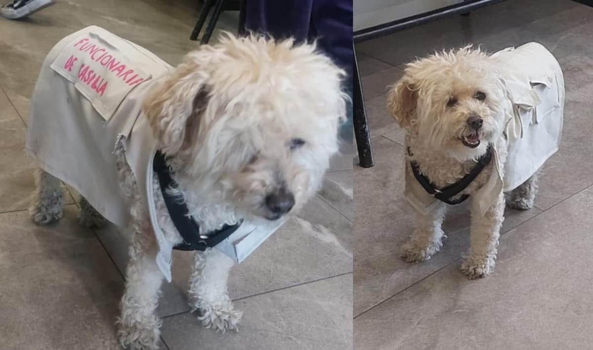 Video: Captan a una perrita 'trabajando' como funcionaria de casilla en Puebla