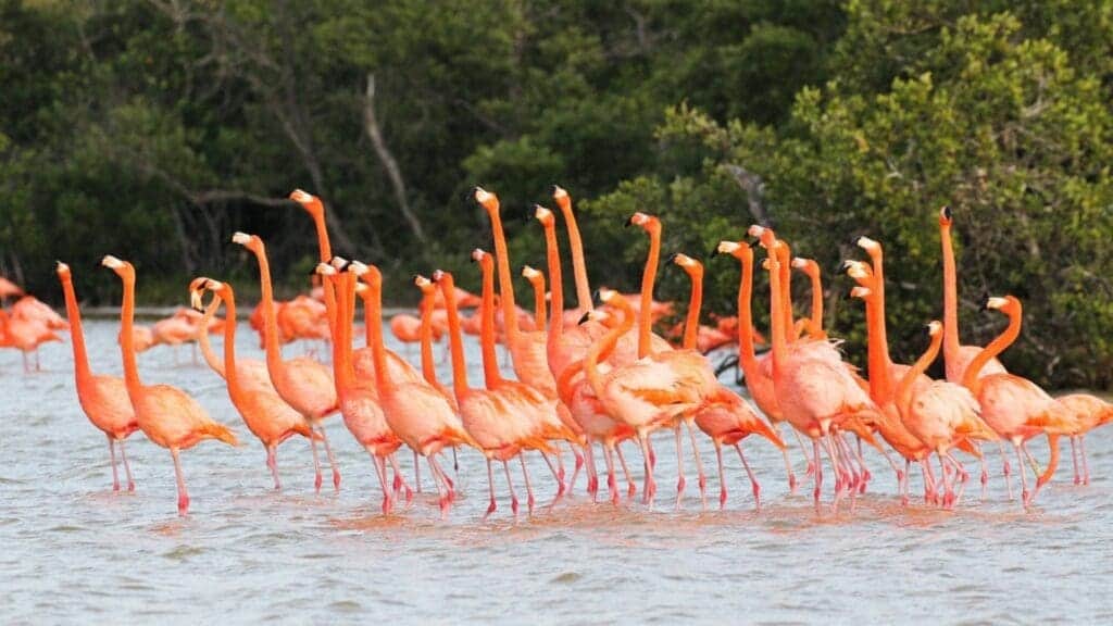 La Fundación de Parques y Museos de Cozumel y la Fundación Pedro y Elena Hernández colaboran en la conservación del flamenco en Cozumel