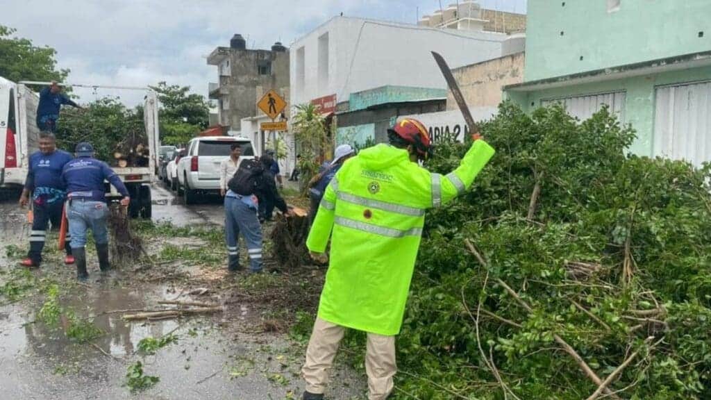 Vialidades abiertas tras activar retiro de 15 árboles derribados