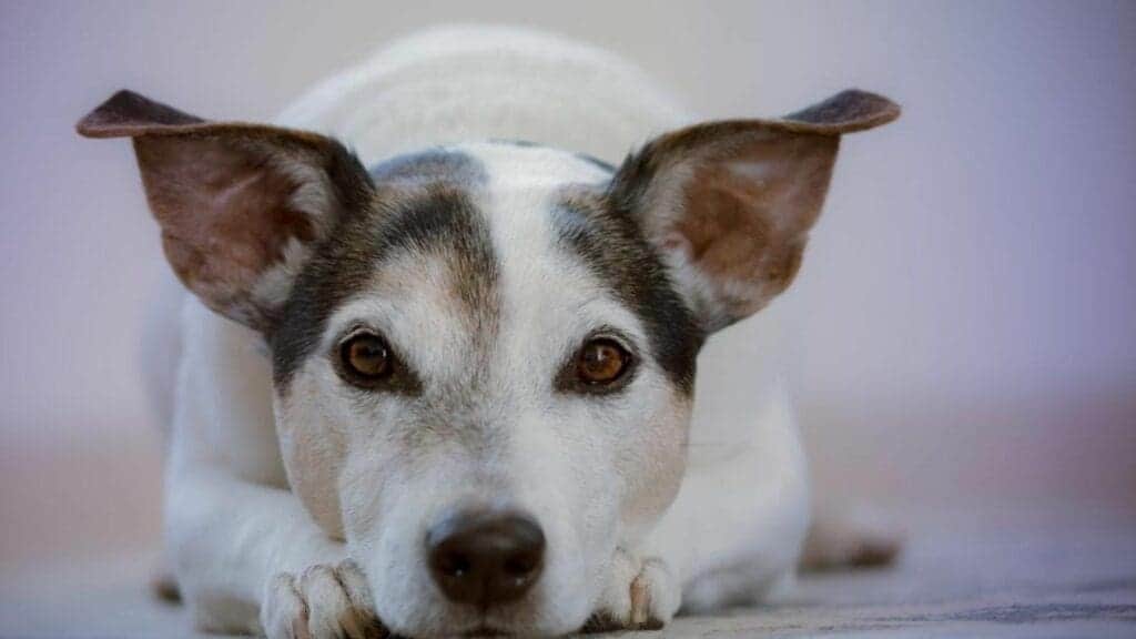 Kilo verde y croquetón se realizará el 21 de junio en Playa del Carmen