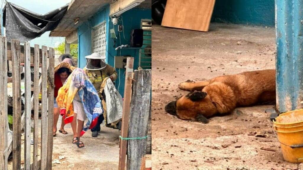 Atacan abejas africanizadas a familia en Chetumal; un perrito perdió la vida