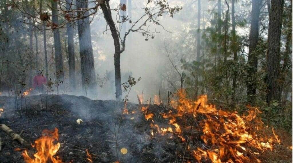 Lluvias de los últimos días ayudaron a mitigar los incendios en Playa del Carmen