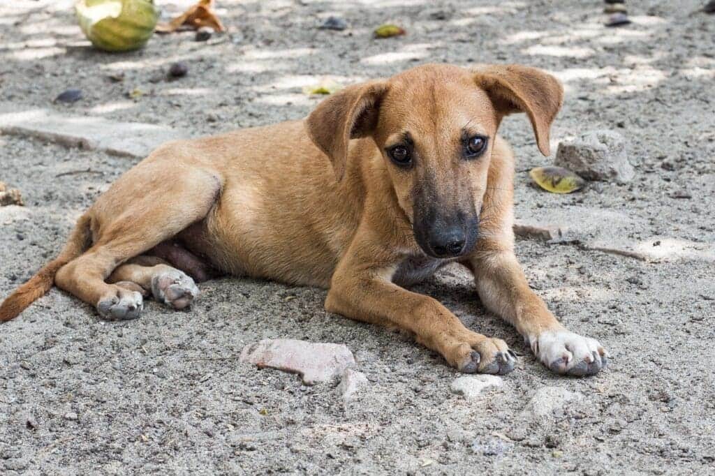 Muere perrito por deshidratación en Playa del Carmen; familia se fue de viaje y lo dejó sin agua