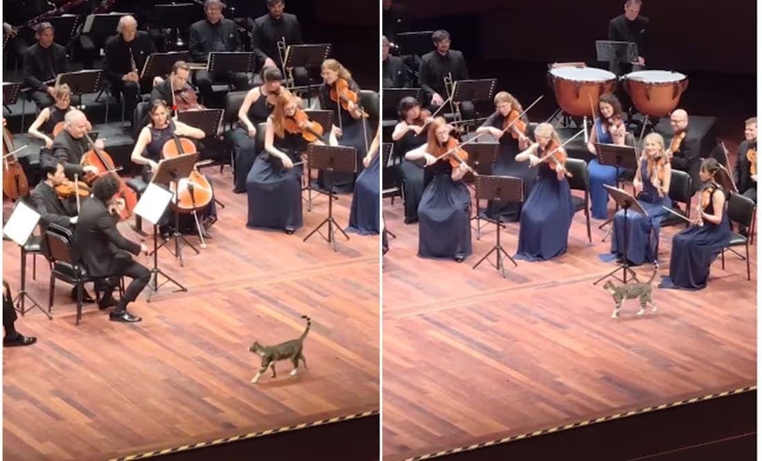 VIDEO: Gatito se roba el show durante concierto de música clásica en Turquía