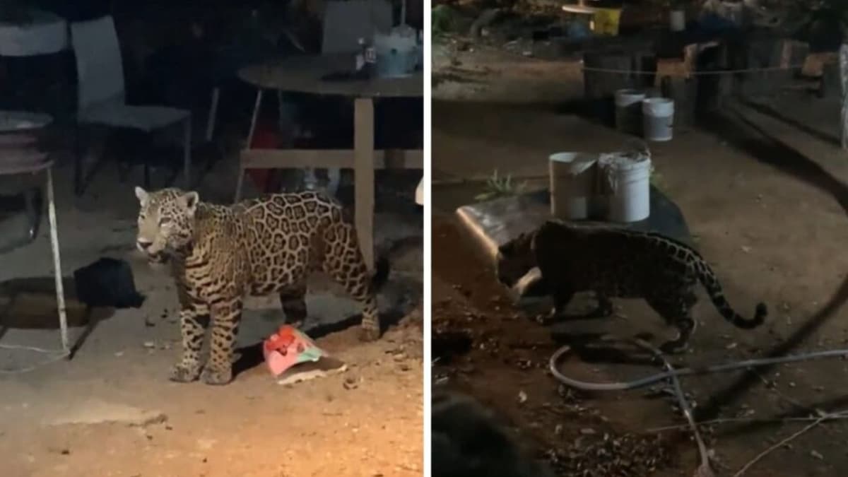 VIDEO: Captan un jaguar en patio de casa en Cancún