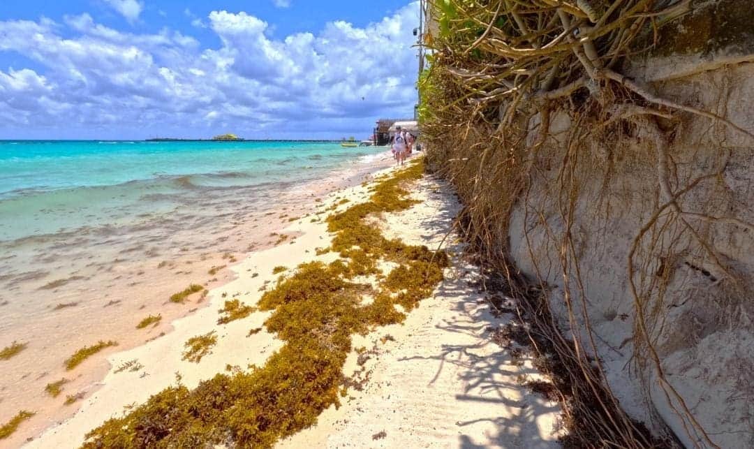 Altas temperaturas, sargazo y marea alta dificultan la limpieza de costas en Playa del Carmen