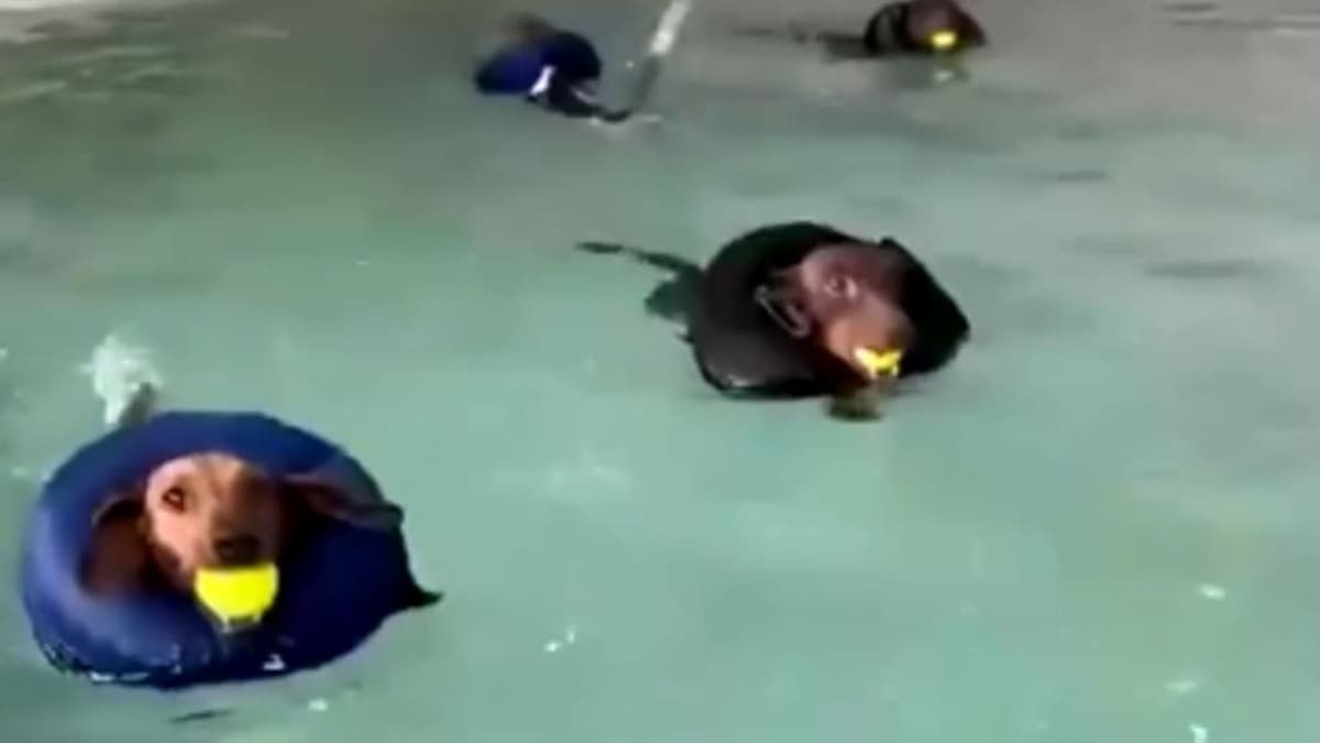 VIDEO: Mujer pone escuela de natación para perros salchicha