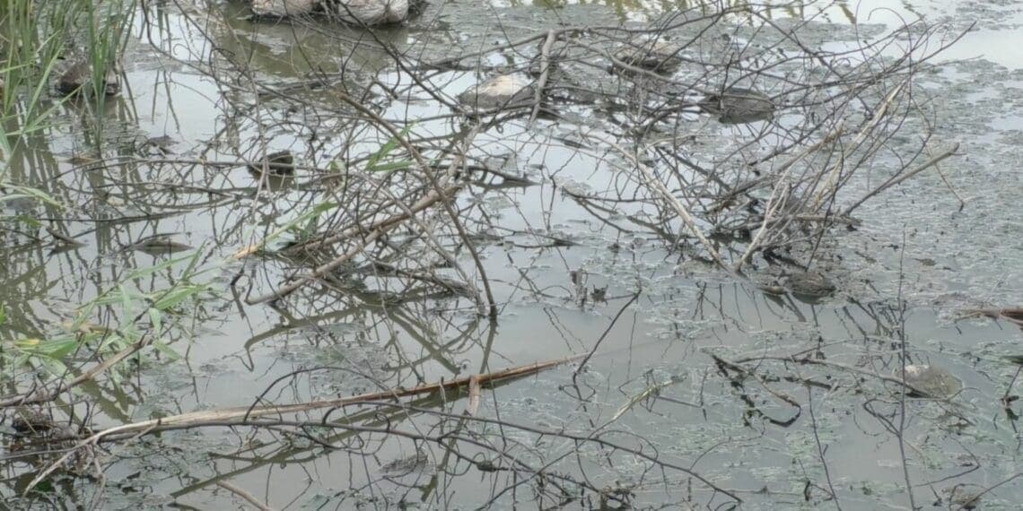 Denuncia empresario la muerte de los manglares de la zona norte de Cozumel a causa del cárcamo de San Miguelito