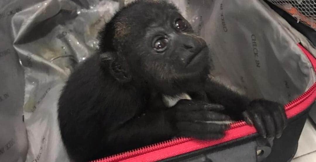 Van 234 monos aulladores muertos en Tabasco, ni las lluvias los han ayudado