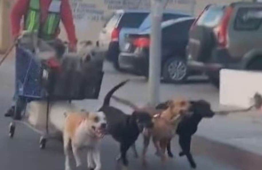 Video: Captan a hombre paseando en un carrito de supermercado jalado por perros en Baja California