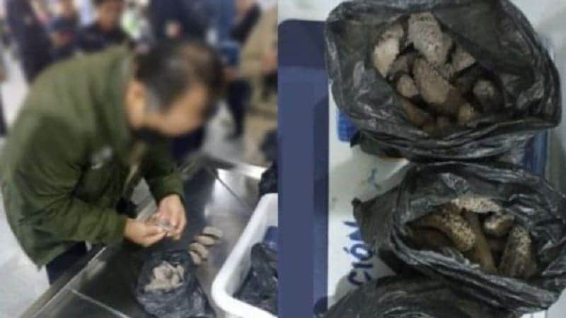 Detienen a dos hombres en el AICM por intentar viajar con casi tres kilogramos de pepino de mar