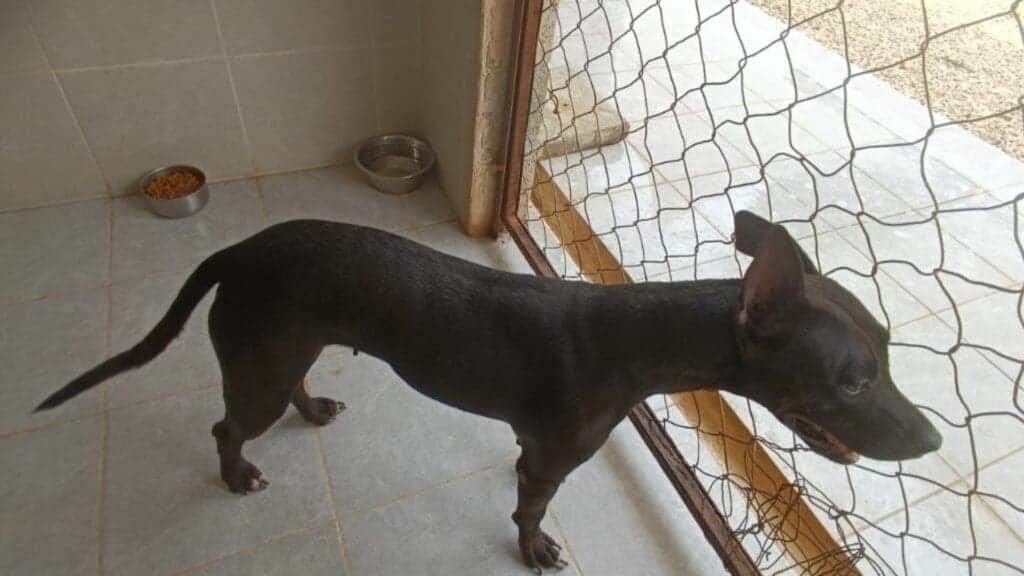 Gobierno municipal atiende caso de mascotas maltratadas