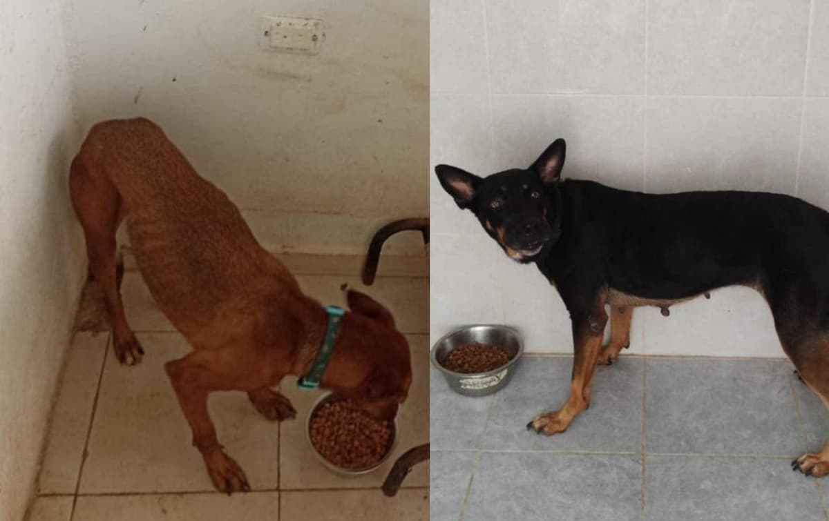 Destaca Lili Campos que animales resguardados en refugio permanecieron sanos y salvos durante paso de “Beryl”