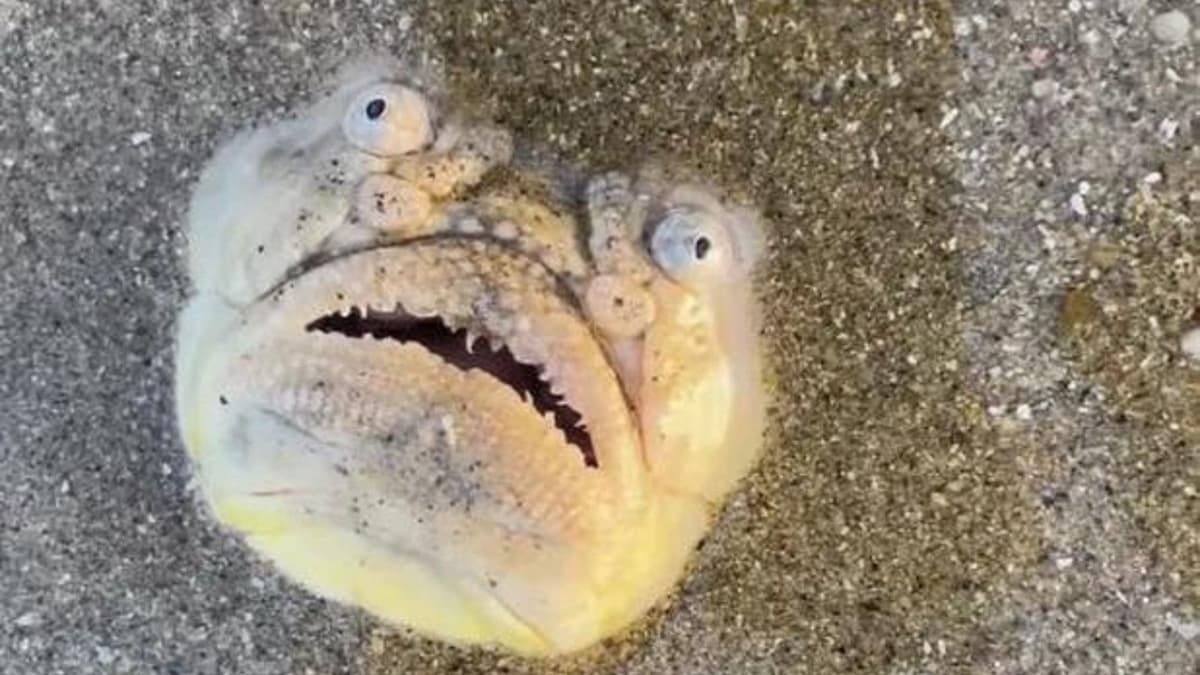 Captan en una playa de Singapur un pez Observador de Estrellas de nariz larga