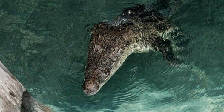 Captan a cocodrilo nadando en Playa Langosta de Cancún