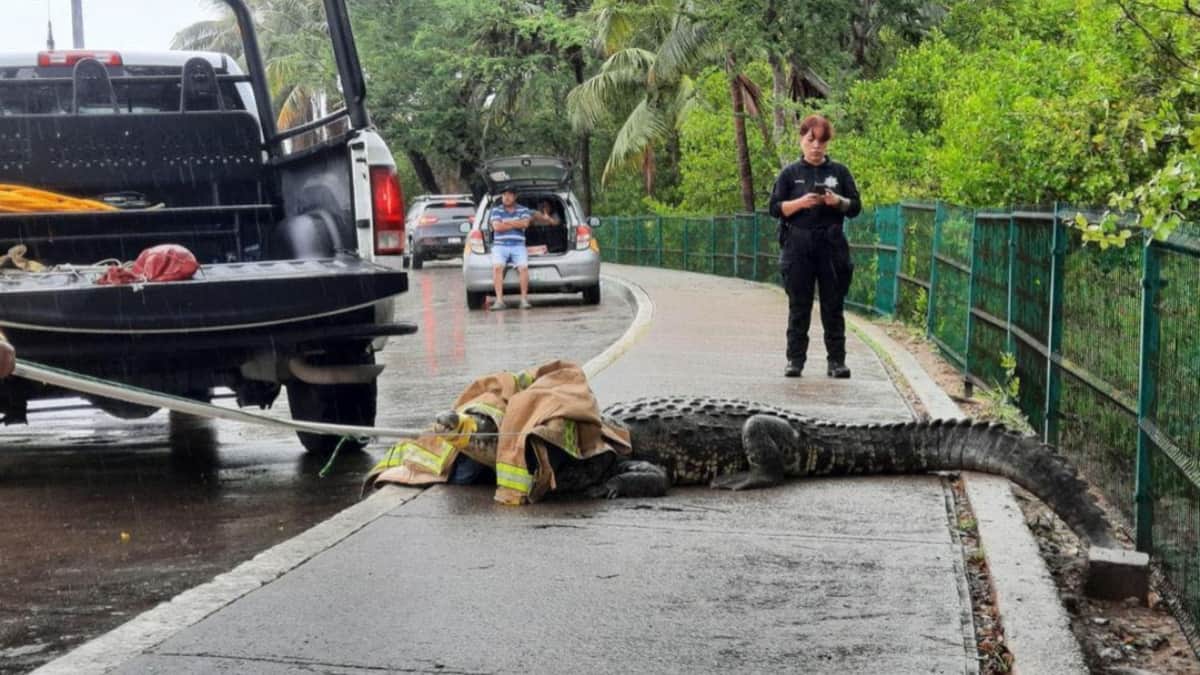 Capturan en Tamaulipas a 165 cocodrilos en zonas urbanas