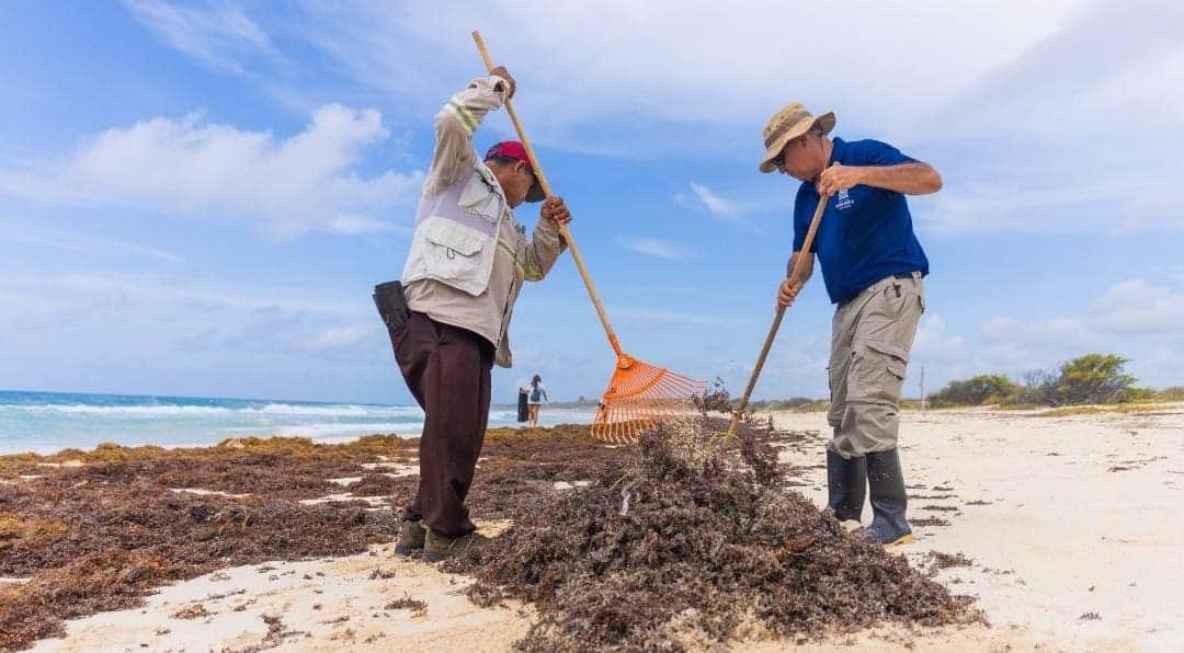 México y la Unión Europea anuncian foro en Cancún para buscar soluciones al arribo del sargazo