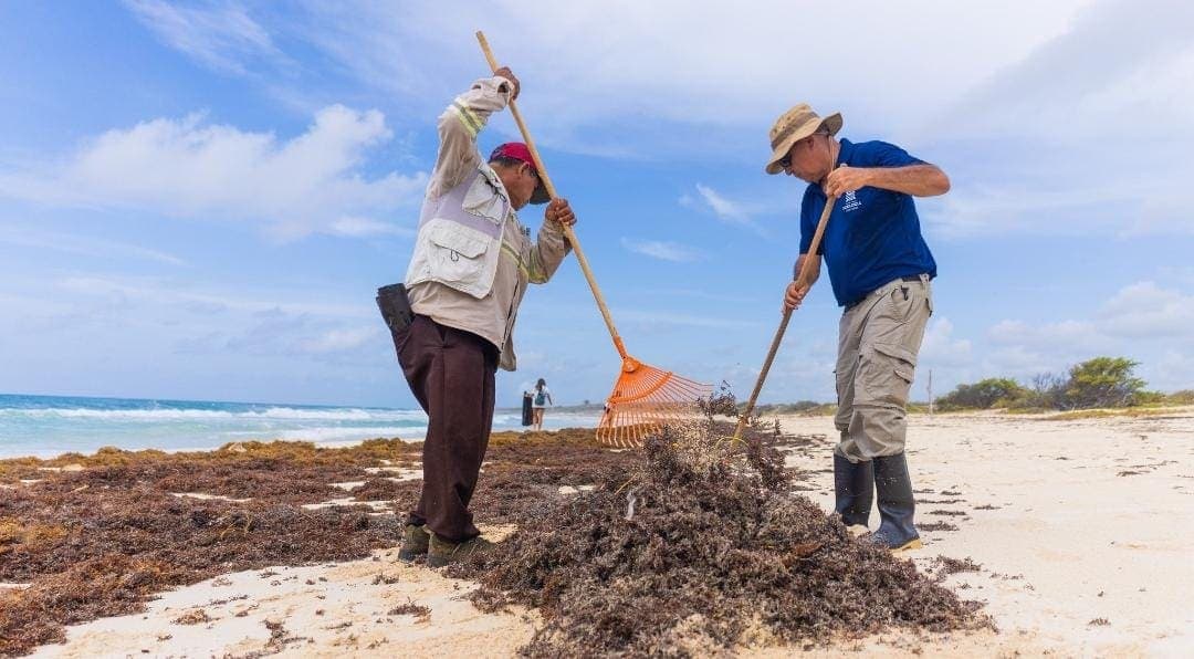 México y la Unión Europea anuncian foro en Cancún para buscar soluciones al arribo del sargazo