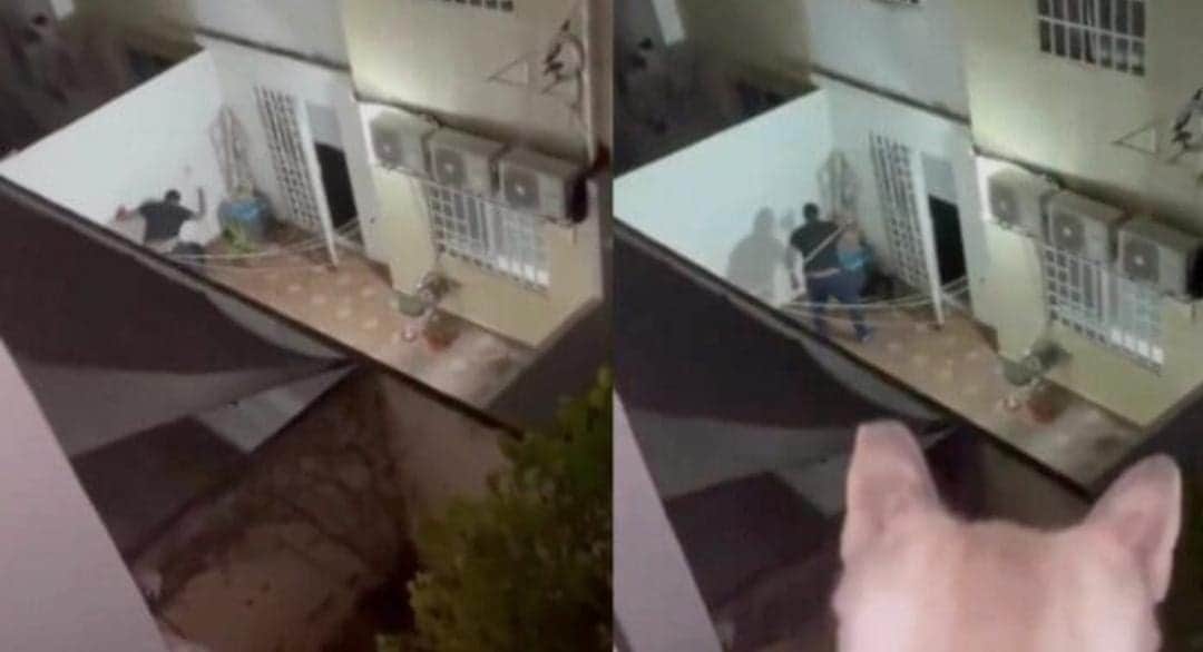 Confirman autoridades denuncia ante Fiscalía contra sujeto que golpeó a sus perritos en Playa del Carmen