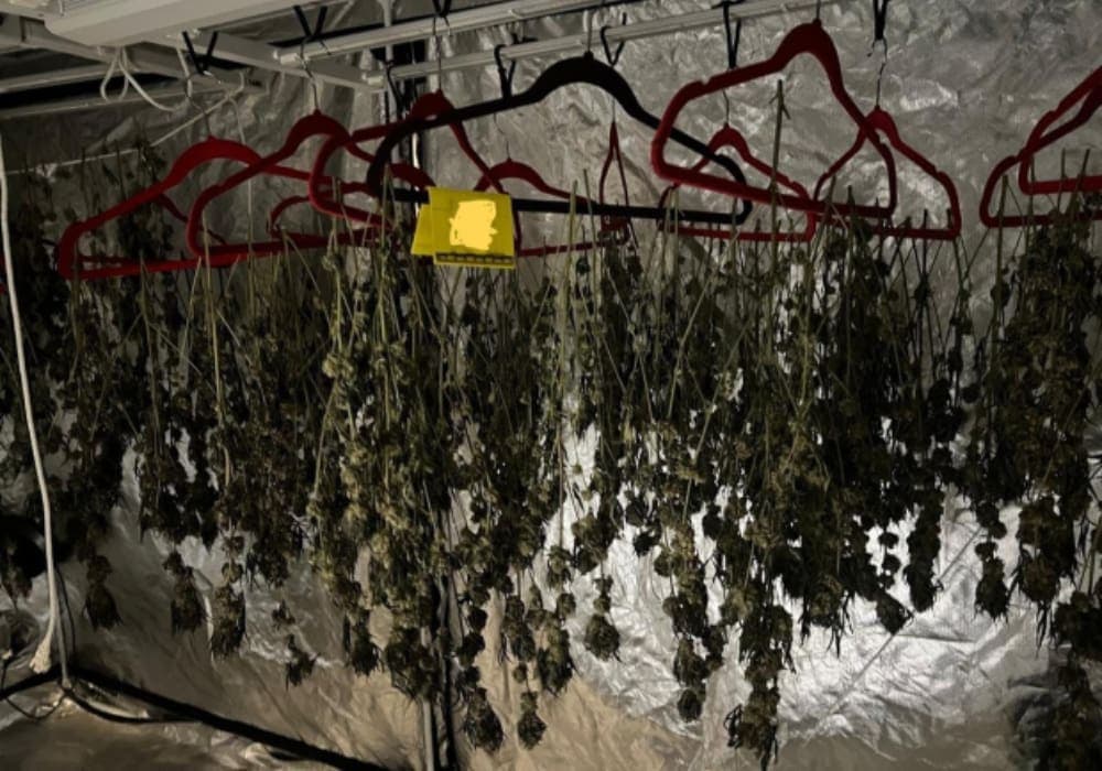 Autoridades desmantelan invernadero en el que cultivaban y procesaban marihuana en Cancún