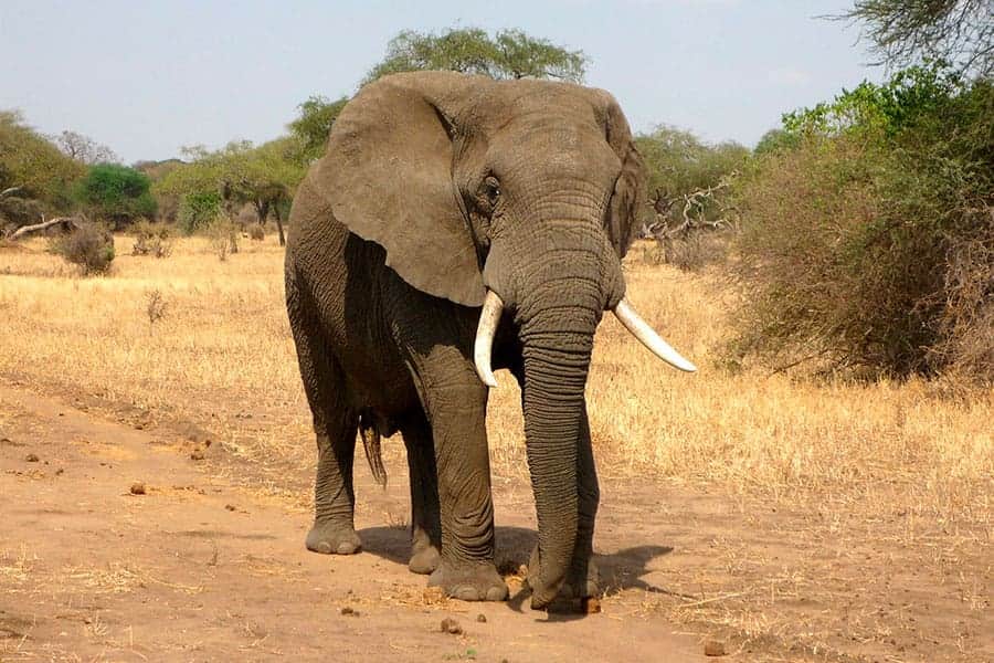 Video: Elefante aplasta a joven que le arrojó piedras a su manada en la India