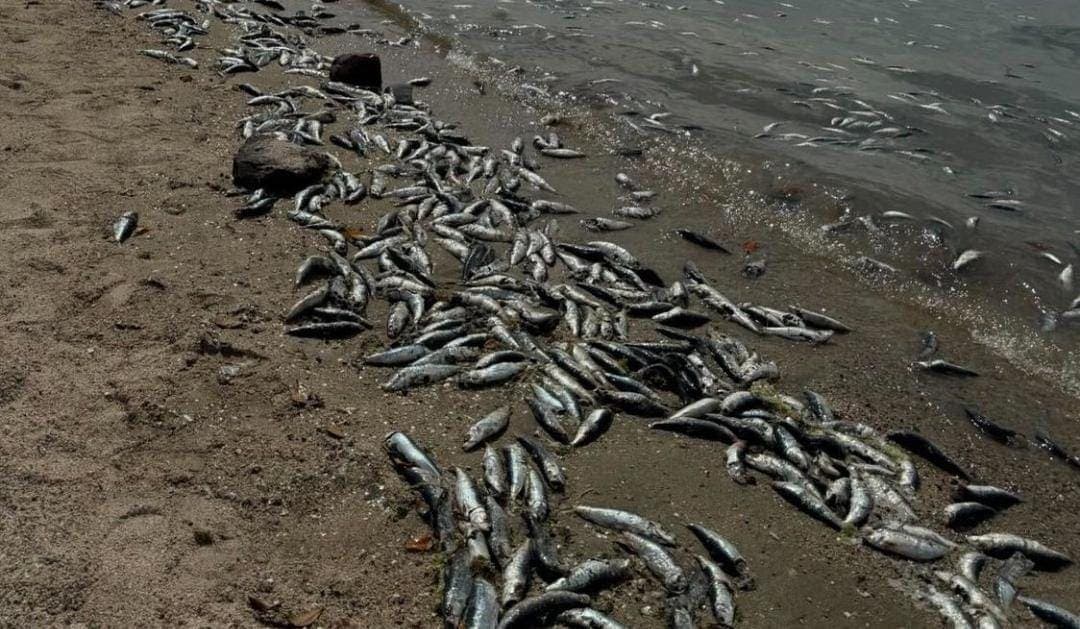 Video: Aparecen decenas de peces muertos en malecón de La Paz, BCS