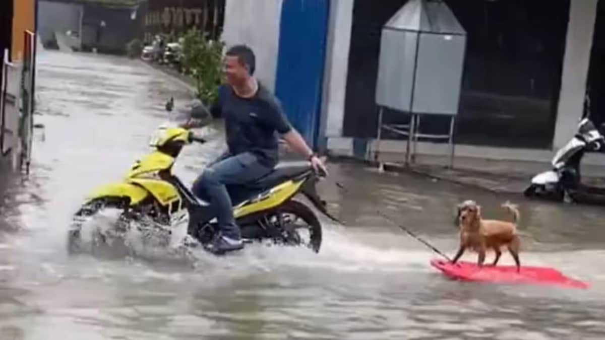 VIDEO: Perrito viaja en una tabla de surf jalada por una moto tras inundaciones