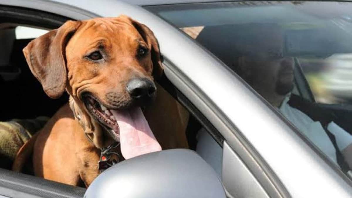 Ahora podrás viajar con tu mascota con "Uber Pet"; el servicio estará disponible en más de 10 ciudades de México
