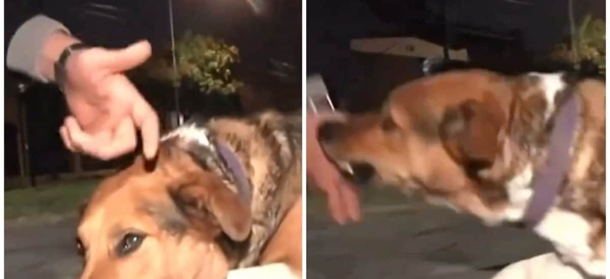 VIDEO: Reportero defiende a perro que es llamado "asesino" y el animal lo ataca en vivo