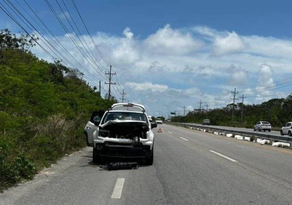 Vehículo atropella a un venado en la carretera federal 307 entre Tulum y Playa del Carmen