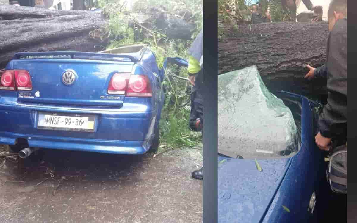 VIDEO: Árbol cae sobre un automóvil en la alcaldía Benito Juárez, CDMX; muere una mujer y su bebé sobrevive