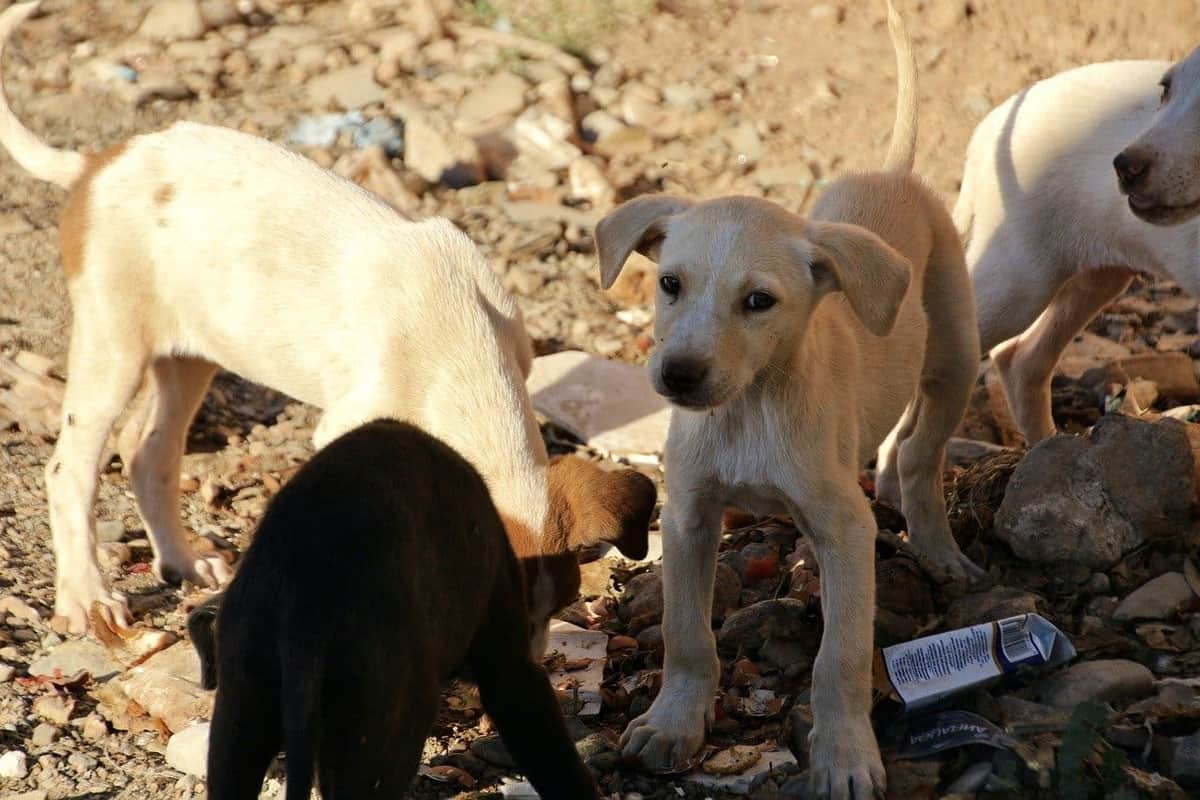 Cerca de 500 mil perros y gatos son abandonados cada año en México