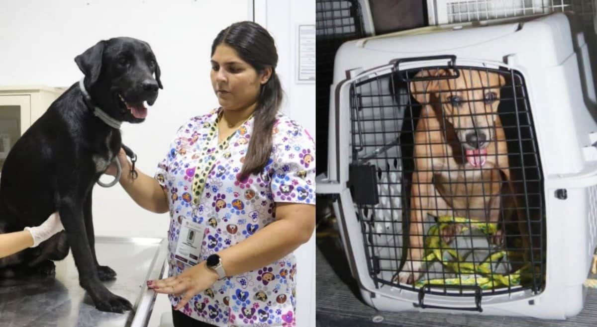 Rescatan a dos perritos víctimas de maltrato animal en Cancún