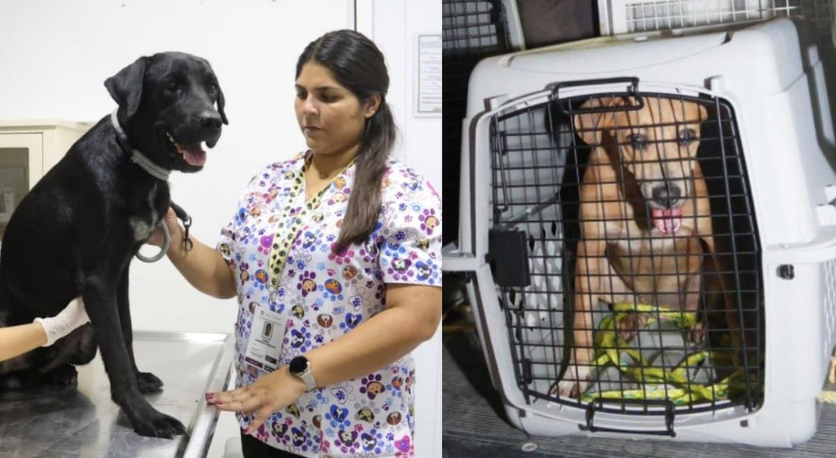 Rescatan a dos perritos víctimas de maltrato animal en Cancún