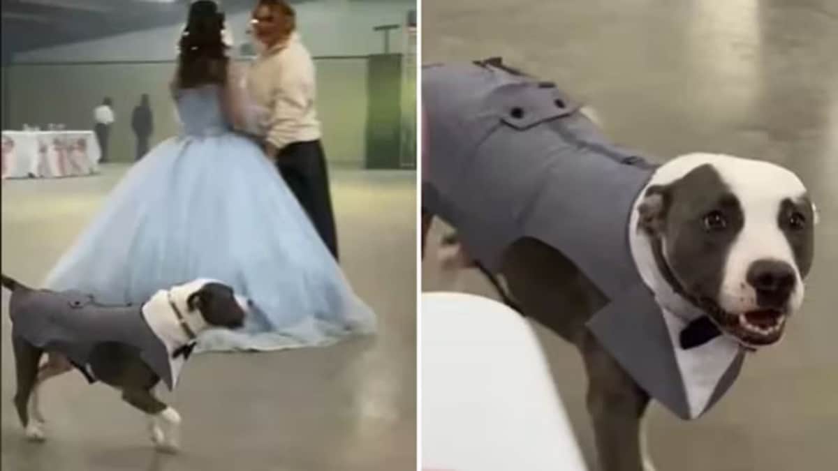 VIDEO: Perrito se roba el show en fiesta de XV años por vestirse como chambelán