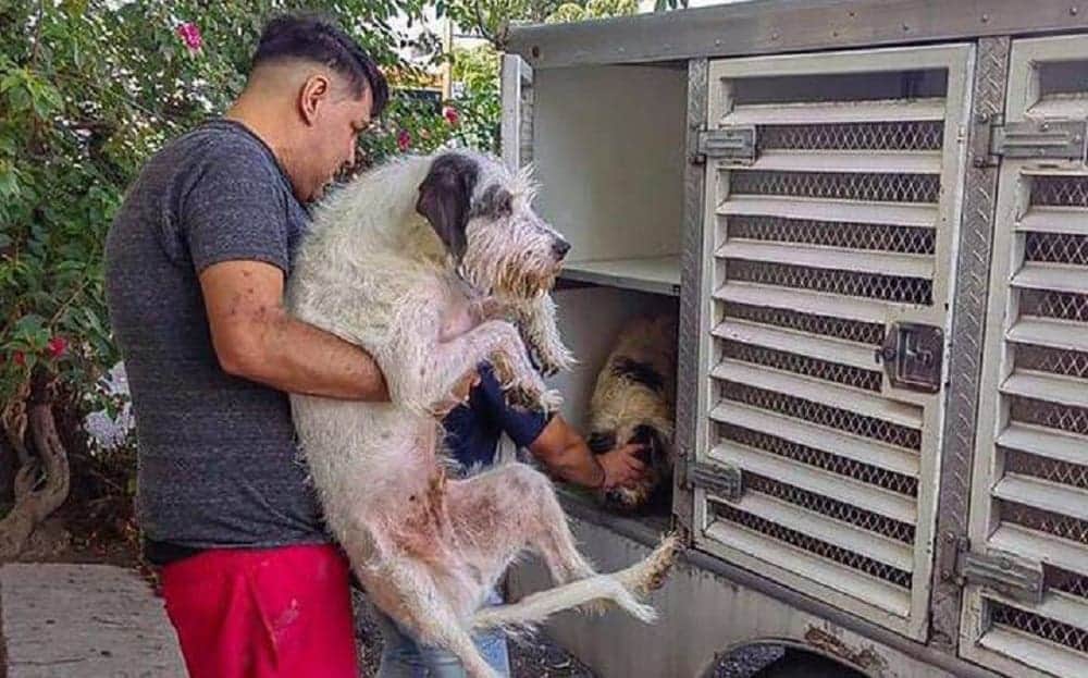 Rescatan a nueve lomitos tras denuncia de maltrato animal en Tlaquepaque, Jalisco