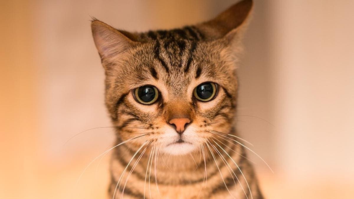 VIDEO: Pobladores de San Nicolás, Guerrero, torturan y matan a un gato durante su festividad