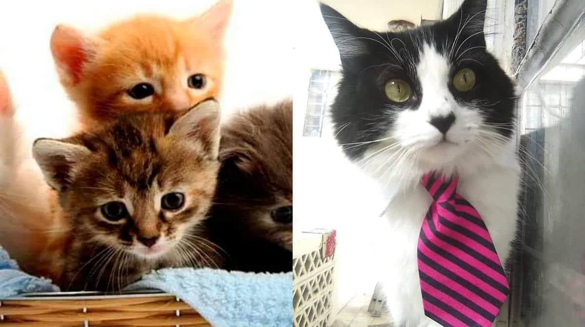 Conoce el Día Internacional del Gato ¿por qué celebrar hoy a nuestros amigos peludos?
