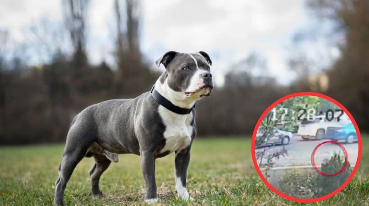 VIDEO: Pitbull ataca a dos perritas y a su dueña en Puebla