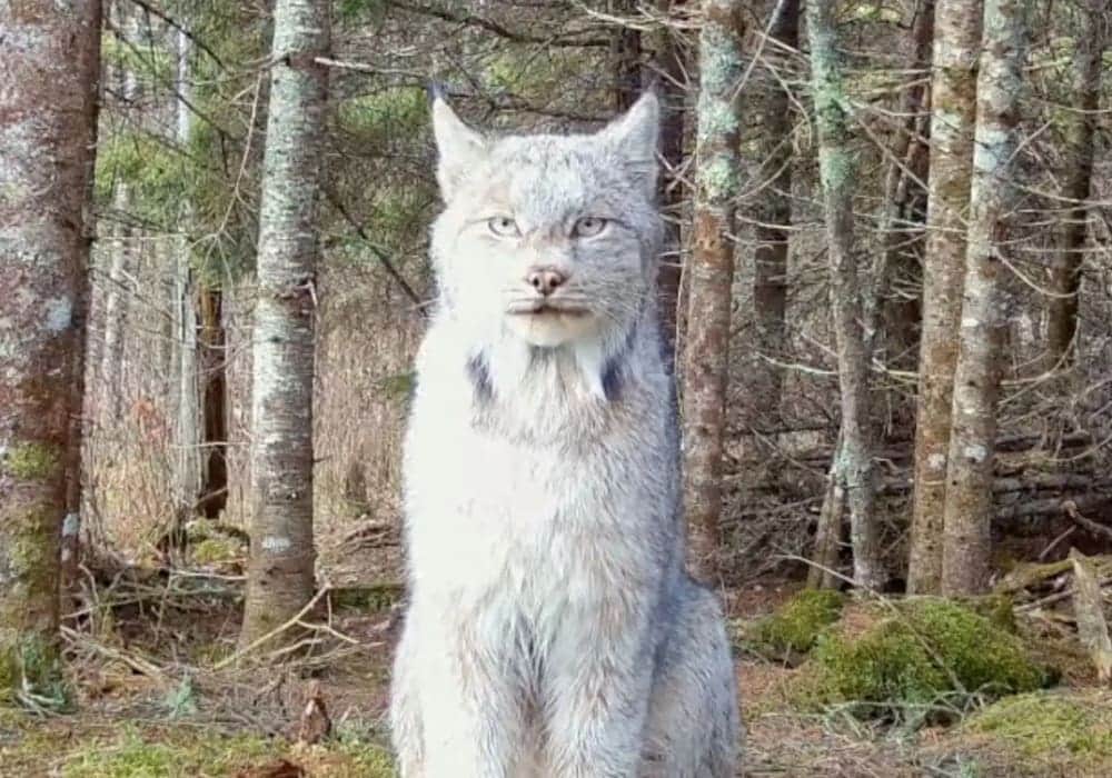 Video: Lince salvaje posó para una cámara oculta en un bosque de Estados Unidos
