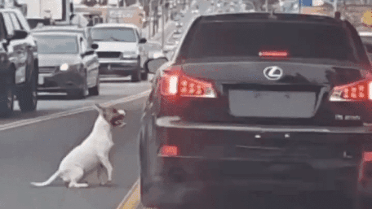 VIDEO: Perro es abandonado en la carretera y persigue desesperadamente el coche de sus dueños