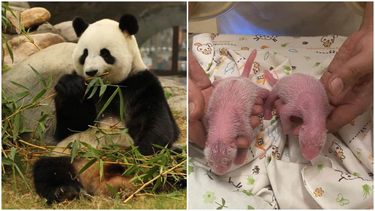 Osa panda rompe récord en ser la madre primeriza más longeva de su especie; tuvo gemelos a los 19 años