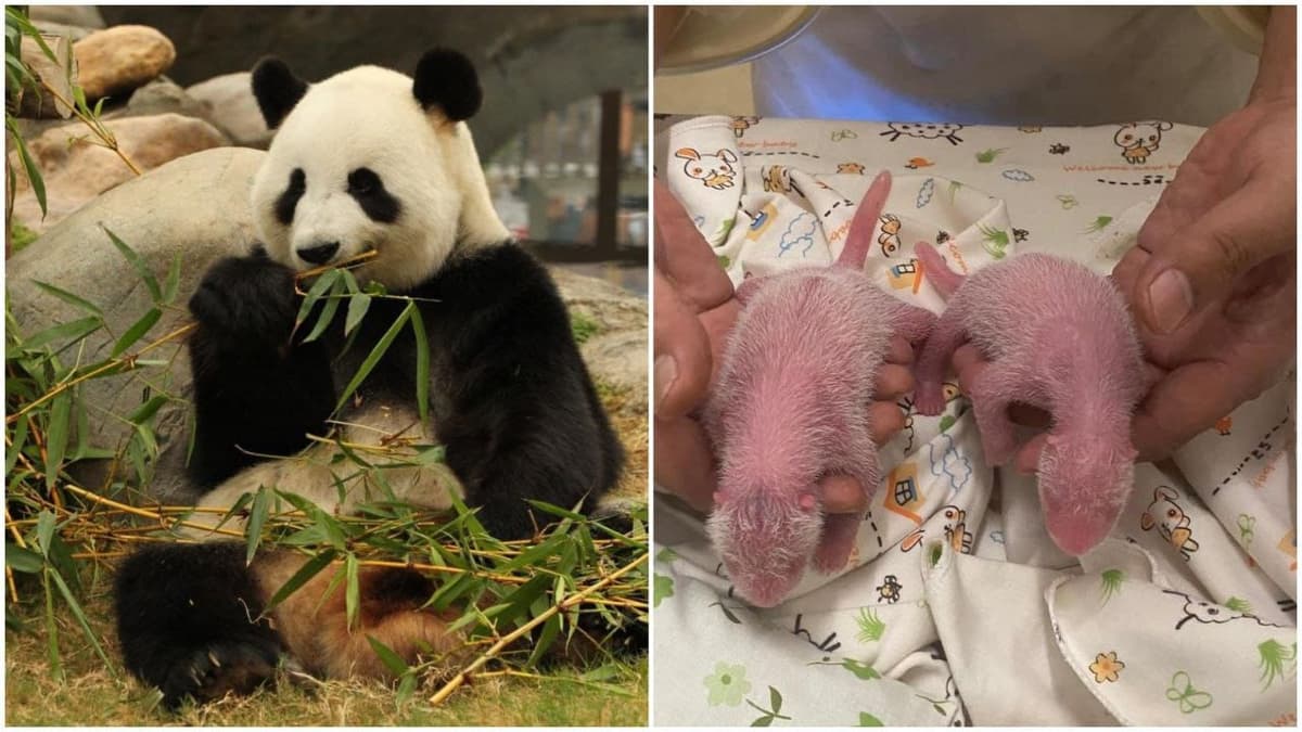 Osa panda rompe récord en ser la madre primeriza más longeva de su especie; tuvo gemelos a los 19 años
