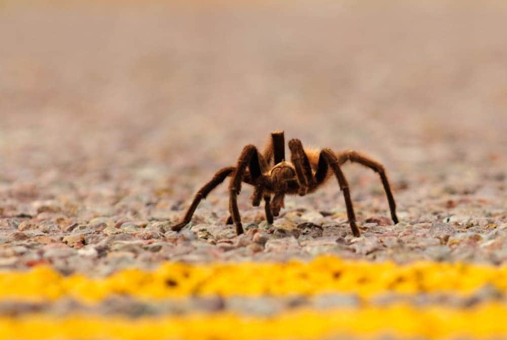 Advierten que hordas de tarántulas invadirán Estados Unidos para buscar parejas