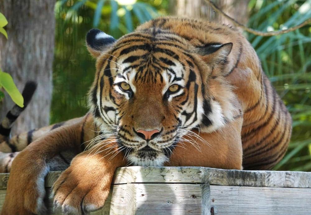 Video: Tigre casi le arranca la mano a una mujer que atravesó la valla de un zoológico en EE. UU.