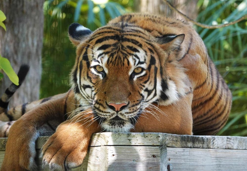 Video: Tigre casi le arranca la mano a una mujer que atravesó la valla de un zoológico en EE. UU.