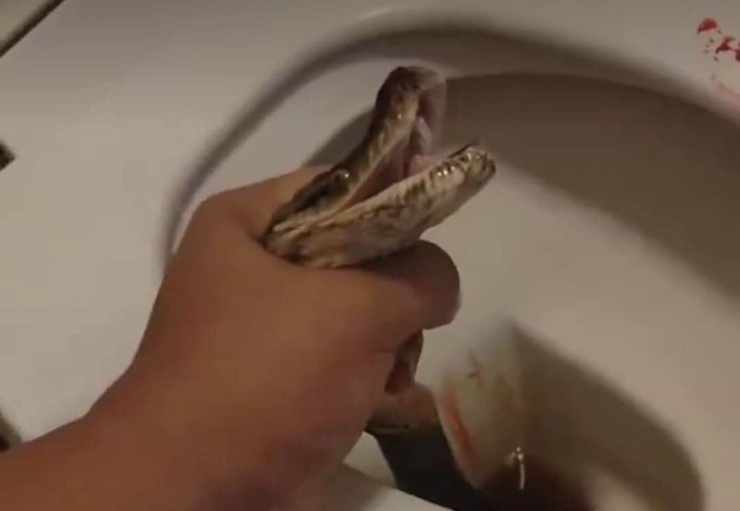 VIDEO: Serpiente muerde en los testículos a hombre mientras estaba sentado en el inodoro