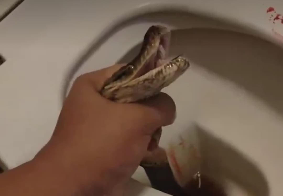 VIDEO: Serpiente muerde en los testículos a hombre mientras estaba sentado en el inodoro